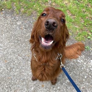 Meet your Posher, Nikita